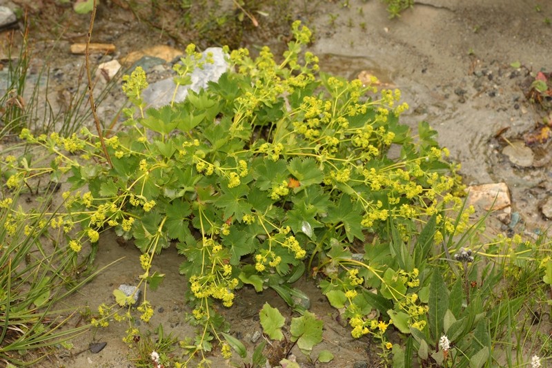 Alchemilla sp.
